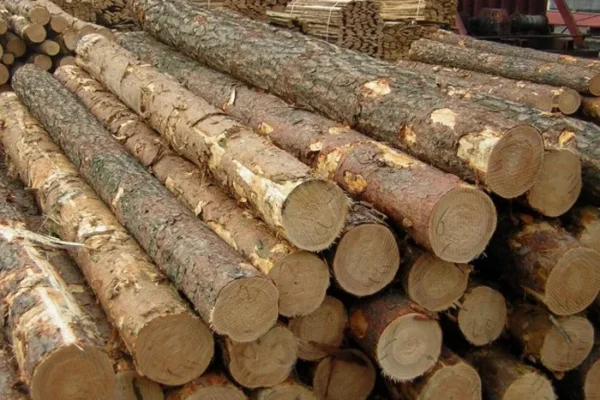 Pine Timber - Image 4
